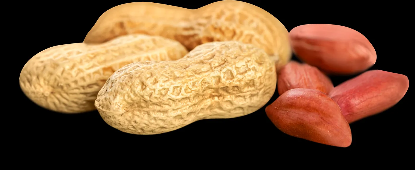 땅콩