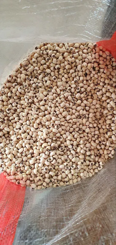 Proso millet